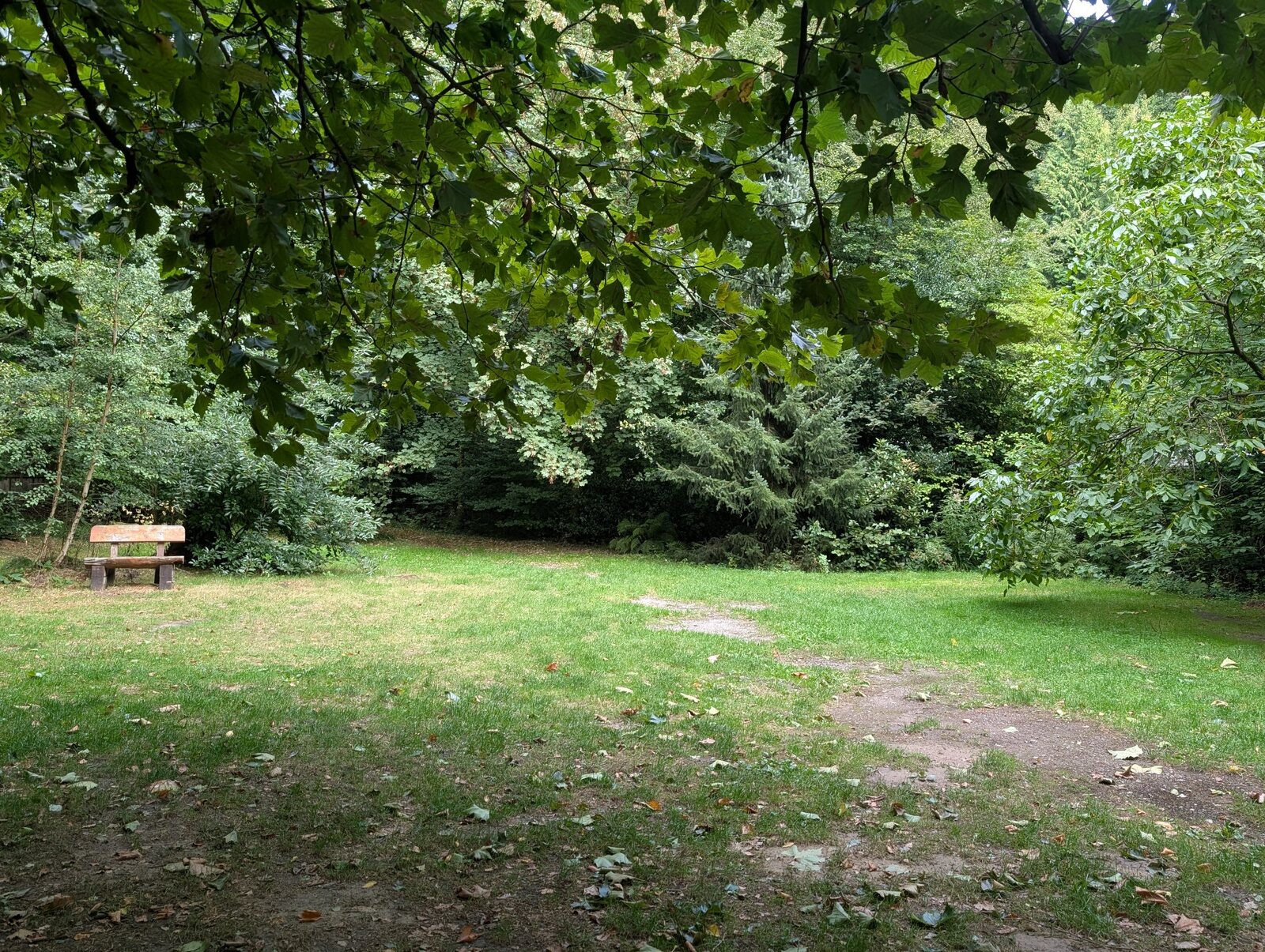 Ruhiger Naturbereich unter alten Bäumen